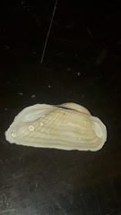 Acar gradata