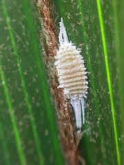 Laminicoccus flandersi