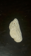 Acar gradata