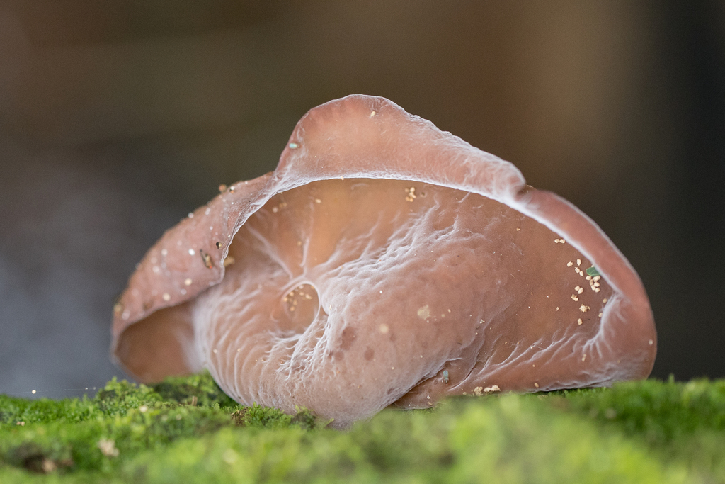 Auricularia fuscosuccinea · April 2022 · photo: © ftsautter (iNaturalist, cc0)