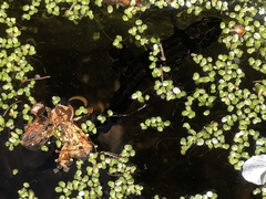 Lissotriton vulgaris