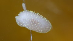 Acanthodoris hudsoni