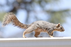 Sciurus niger