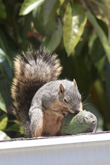 Sciurus niger