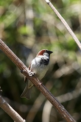 Passer domesticus