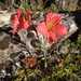 Alstroemeria presliana australis - Photo (c) Rodolfo Méndez Hernández, algunos derechos reservados (CC BY-NC), subido por Rodolfo Méndez Hernández