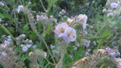 Phacelia cicutaria hispida
