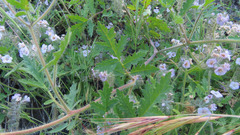 Phacelia cicutaria hispida
