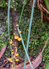 Heterotextus miltinus