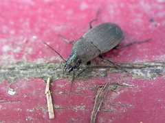 Chlaenius tomentosus