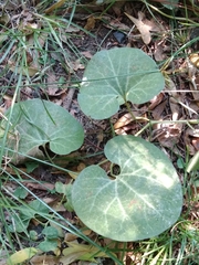 Aristolochia fimbriata