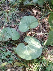 Aristolochia fimbriata