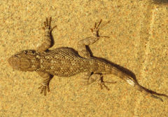 Sceloporus clarkii