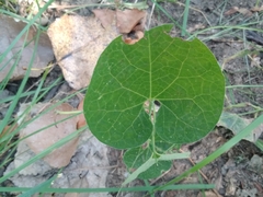 Aristolochia fimbriata