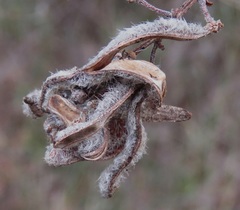 Acacia montana