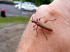 Centrodera decolorata