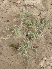 Atriplex muelleri