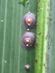 Chrysomphalus pinnulifer