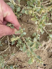 Atriplex muelleri