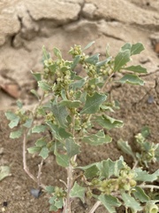 Atriplex muelleri