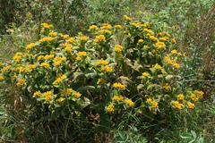 Inula thapsoides