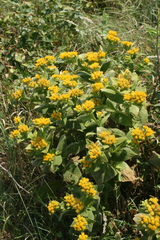 Inula thapsoides