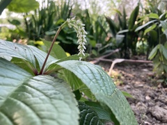 Chloranthus multistachys