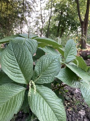 Chloranthus multistachys