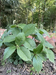Chloranthus multistachys
