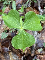 Trillium flexipes