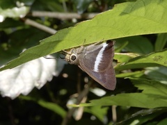 Hasora taminatus