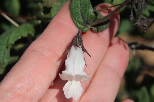 Image of Lepechinia ganderi by (c) Millie Basden, some rights reserved (CC BY)