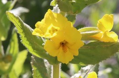 Diplacus clevelandii