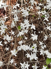 Coffea wightiana