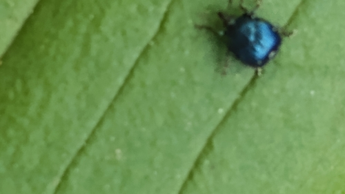 Thief Weevil photo 3