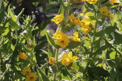 Diplacus clevelandii