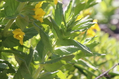 Diplacus clevelandii