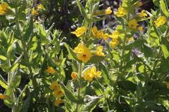 Diplacus clevelandii