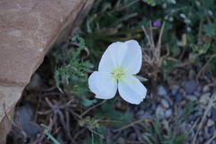 Oenothera albicaulis