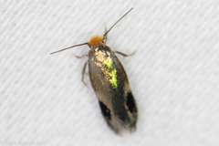 Stigmella resplendensella