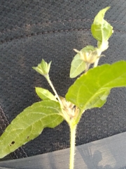 Calyptocarpus brasiliensis