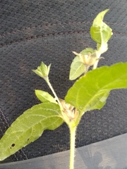Calyptocarpus brasiliensis