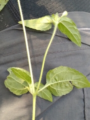 Calyptocarpus brasiliensis
