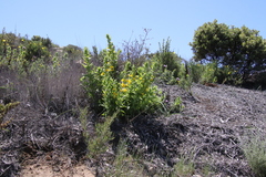 Diplacus clevelandii