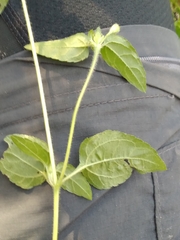 Calyptocarpus brasiliensis