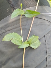 Calyptocarpus brasiliensis