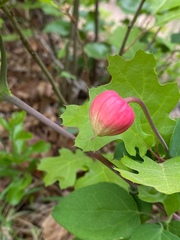 Clematis texensis