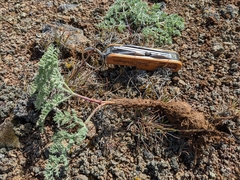 Lomatium canbyi