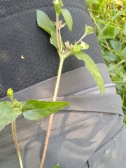Calyptocarpus brasiliensis