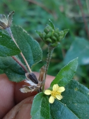 Calyptocarpus brasiliensis